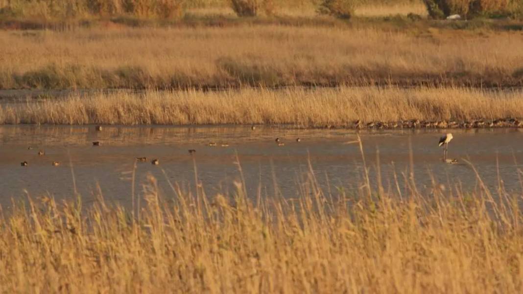 Yağmurlarla Milleyha Kuş Cenneti’nde Hayat Yeniden Başladı 5